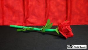 Break Away Rose by Mr. Magic Rose bricht in Zuschauerhand ab