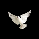 62802-alt2.png